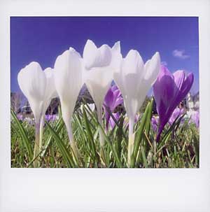 Print from Polaroid ColorShot